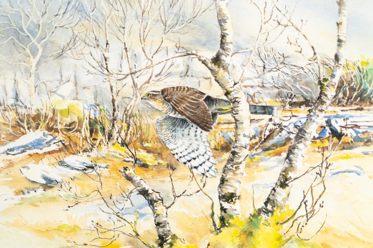 Phill Brennan Kilbaha Gallery Irish Art and Interiors sparrowhawk original watercolour painting gift interiors art ireland