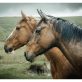 Rosie Prendiville Fine art photography beautiful scenic shot Ireland the burren co clare Irish art