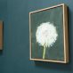 Kaye Maahs Beautiful dandelion lifecycle RHA RA London Irish artist Original Irish art beautiful collectable work Ireland painting artist Ireland Interiors contemporary homes modern spaces Kilbaha Gallery flowers