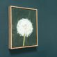 Kaye Maahs Beautiful dandelion lifecycle RHA RA London Irish artist Original Irish art beautiful collectable work Ireland painting artist Ireland Interiors contemporary homes modern spaces Kilbaha Gallery flowers