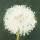 Kaye Maahs Beautiful dandelion lifecycle RHA RA London Irish artist Original Irish art beautiful collectable work Ireland painting artist Ireland Interiors contemporary homes modern spaces Kilbaha Gallery flowers