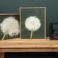 Kaye Maahs Beautiful dandelion lifecycle RHA RA London Irish artist Original Irish art beautiful collectable work Ireland painting artist Ireland Interiors contemporary homes modern spaces Kilbaha Gallery flowers