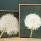 Kaye Maahs Beautiful dandelion lifecycle RHA RA London Irish artist Original Irish art beautiful collectable work Ireland painting artist Ireland Interiors contemporary homes modern spaces Kilbaha Gallery flowers