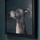 Heidi Wickham dog on black beautiful painting in acrylics original Irish art terrier dog face Irish art and Interiors beautiful homes gorgeous spaces contemporary art kilbaha gallery