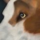 Heidi Wickham dog on black beautiful painting in acrylics original Irish art terrier dog face Irish art and Interiors beautiful homes gorgeous spaces contemporary art kilbaha gallery