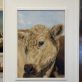 Rebekah van Kan coy cow painting oil on canvas stunning original work painting of cow painting animal art contemporary work of art Kilbaha Gallery Ireland Irish Interiors farming