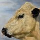 Rebekah van Kan original Irish art farming agriculture animals bull painting Irish interiors